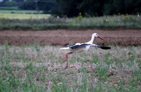 One black and white storks flying upon a field
