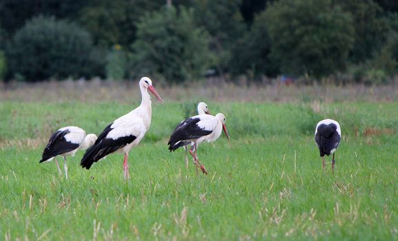 Five black and white storks standing and walking in a meadow