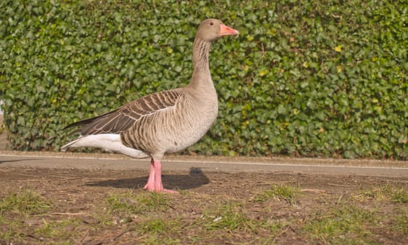 Lone goose standing on grass - copy space