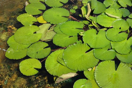 lotus leaf
