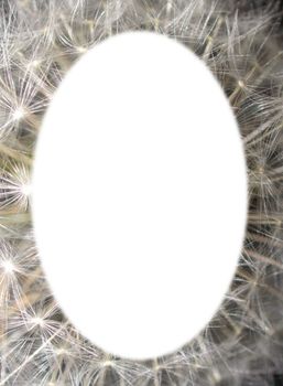 oval dandelion seedhead frame