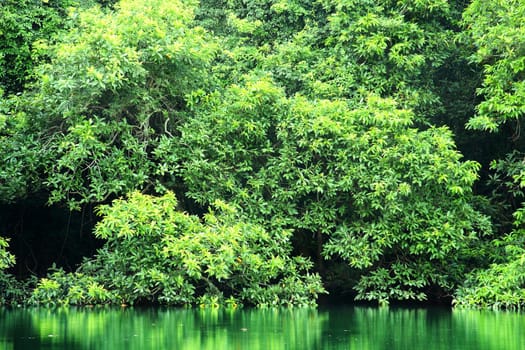 green trees reflecting in the water at day