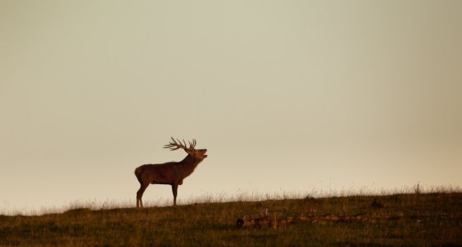 An image of a nice deer in the evening light