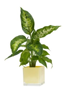 Houseplant in yellow glass pot isolated on white background.