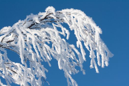 Branches tree cover drizzle on background blue sky, winter