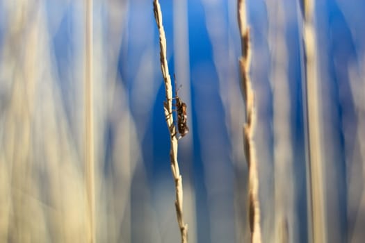 close-up photo of a small brown bug