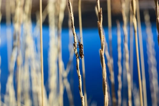 small brown bug on the lakeshore grass