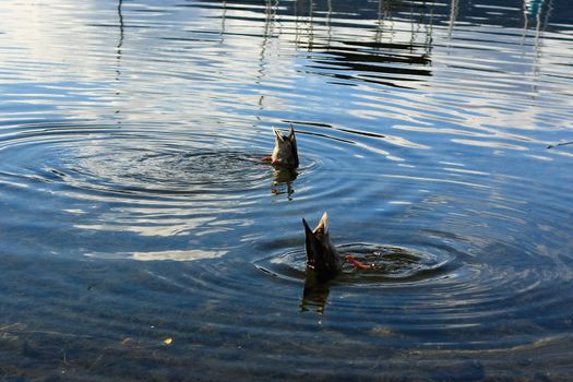 two ducks are diving on the lakeshore