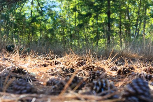 forest ground paved with nub cones