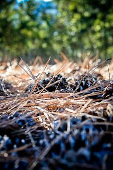 forest ground paved with nub cones