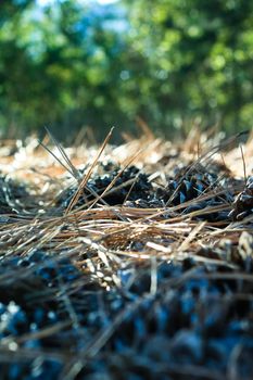 forest ground paved with nub cones