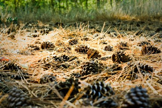 forest ground paved with nub cones