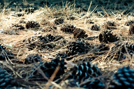 forest ground paved with nub cones