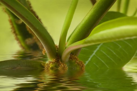 Plant in water. A picture close up