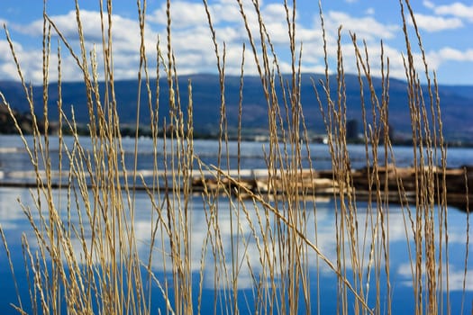 lake landscape view through yellow lawn