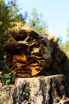 magically broken notched tree log