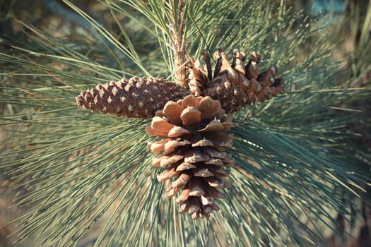 triple cone on a branch of pine tree