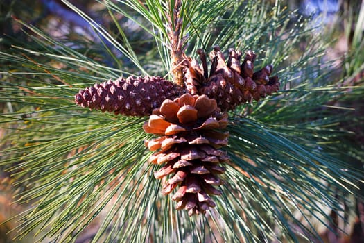 triple cone on a branch of pine tree
