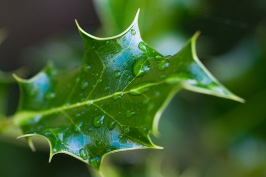 Mahonia Leaf with rain drops