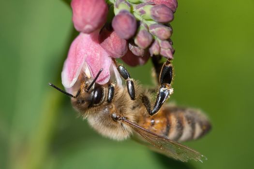 A Honey bee hanging from a flower