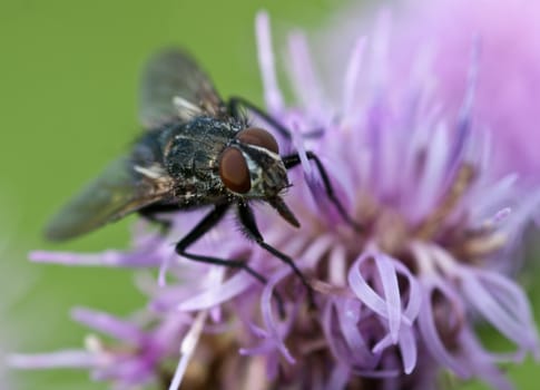 Calliphoridae, Blow-fly on thistle
