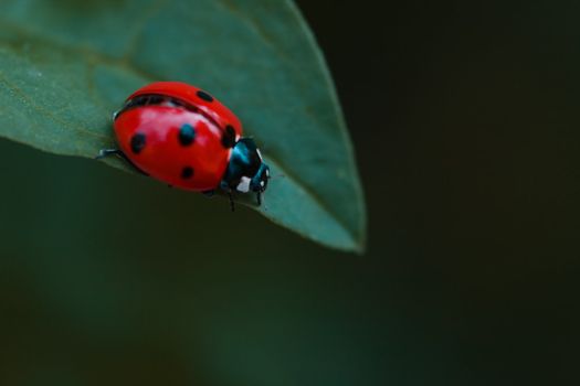 A ladybug on the edge of a leaf