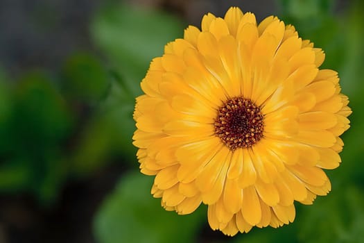 Calendula officinalis