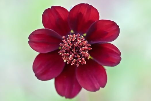 A Cosmos atrosanguineus, also known as Chocolat Flower because of its sense