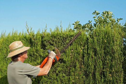 Gardener pruning a hedge with an electric pruner