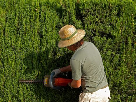 Gardener pruning a hedge with an electric pruner