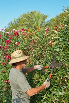 Gardener pruning a lush oleander hedge with shears