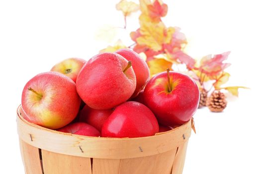 Basket of fresh picked apples on a white background.