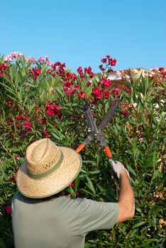 Gardener pruning a flowering oleander hedge with pruning shears