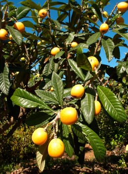 Loquat tree loaded with ripe fruit to pick