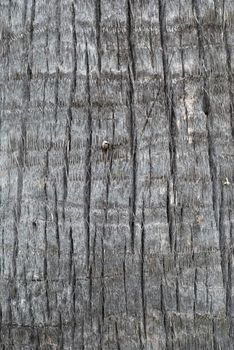 Closeup of palm wood