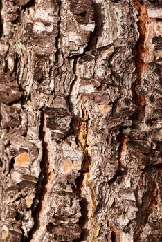 Pine tree trunk texture, close up take