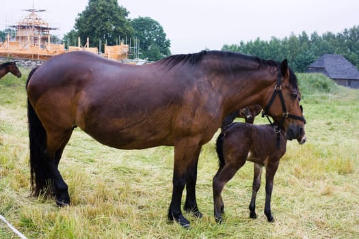 horse and foal rainy day