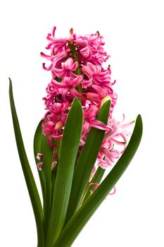 hyacinthus flower, isolated