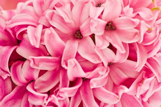 hyacinthus flowers, background