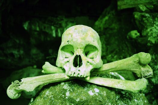 Poisonous colored skull in a Toraja cavern