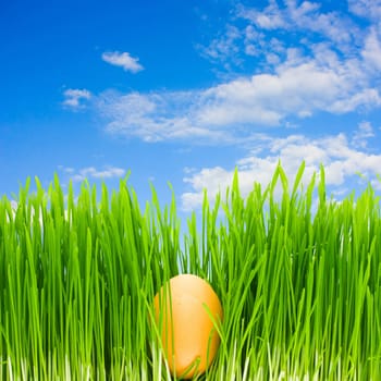 egg in the grass, blue sky