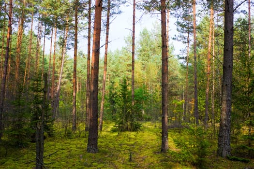 Autumn pinewood