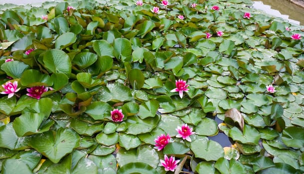 water lily, background