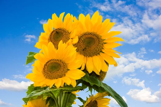 sunflower on a blue sky