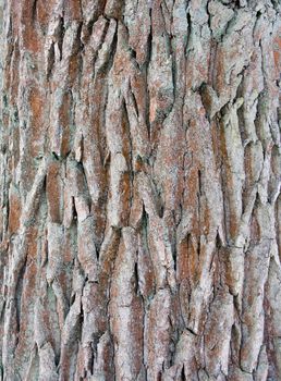 bark of a tree, an abstract background