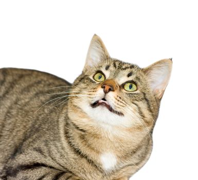 cat, a portrait