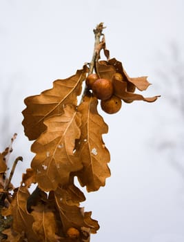 yellow oak leaves, autumn