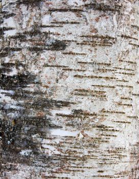bark of a tree, an abstract background