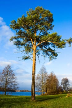 lone pine tree near the lake, autumn