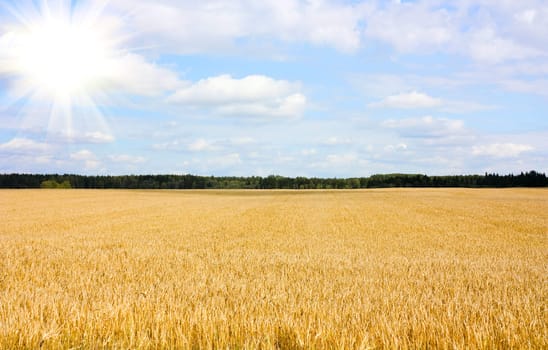 field of wheat